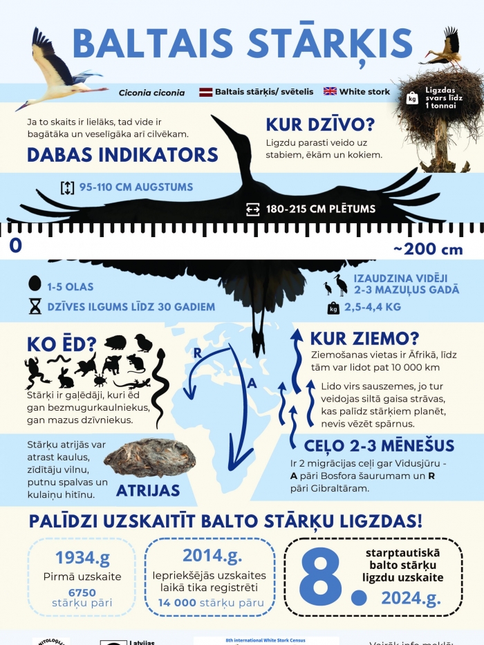 Baltais stārķis. Infografika.